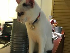 -more than meow吴止猫主题餐厅(承德 中船汇店)