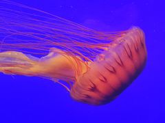 -上海海洋水族馆