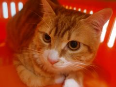-艾吉宠物医院·疑难杂症转诊中心·猫友好(碧江路院)