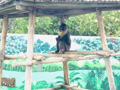 -西霞口神雕山野生动物世界