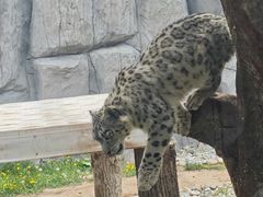 -青藏高原野生动物园