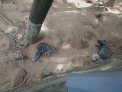 -西霞口神雕山野生动物世界