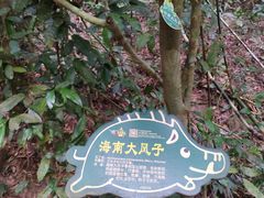 -呀诺达热带雨林