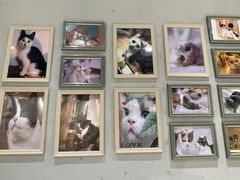 -藏猫猫咖啡主题馆(中央大道店)