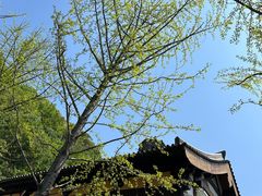 -紫阳古街
