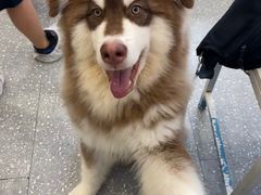 -Let's go狗咖·猫咖·奶狗·桌游(春熙路IFS店)