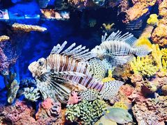 -上海海洋水族馆