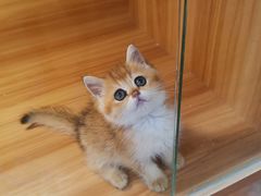 -猫十亿·布偶金渐层·曼基康矮脚猫舍(青年路店)