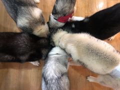 -Husky Go! 哈士奇体验馆·宠物咖啡厅狗咖