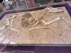 -陕西自然博物馆