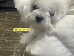 -宠爱国际动物医院·疑难骨科·心肾内科·皮肤科(太阳宫店)