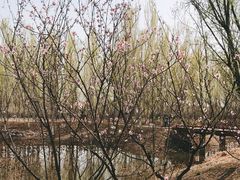 -东郊湿地公园