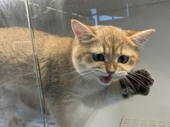 -lincat·猫舍(广州店)