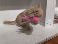 -猫小院猫主题餐厅(三里屯店)