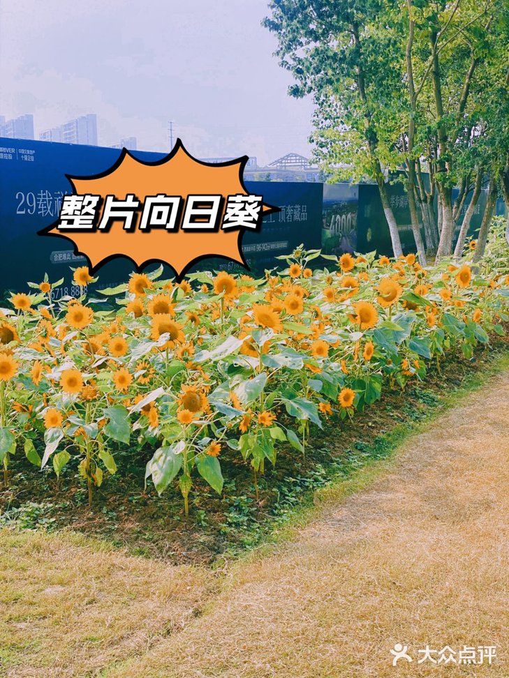 沉浸式任务体验——花世界沉浸体验