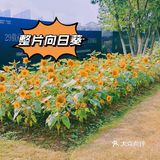 沉浸式任务体验——花世界沉浸体验