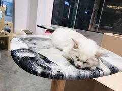 -瞄一喵猫咖(格力海岸店)