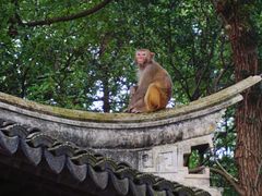-苏州上方山国家森林公园