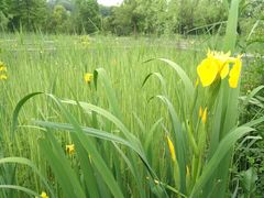 -贵阳市花溪国家城市湿地公园