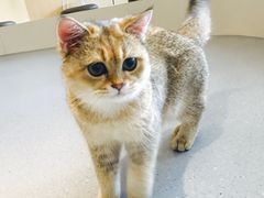 -飞行喵MR PILOT|猫舍·猫咖(静安大融城店)