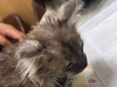 -瑞派宠物医院·24h·骨外科·皮肤科·全科宠物医疗转诊中心(沈阳浑南院)