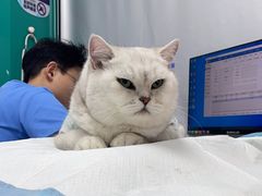 -博特宠物医院24h犬猫全科.骨科·异宠