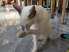 -猫小院猫主题餐厅(南锣旗舰店)