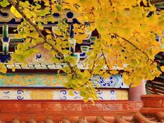 -遵化市禅林寺古银杏风景园