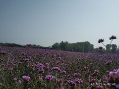 -北京东方普罗旺斯薰衣草庄园