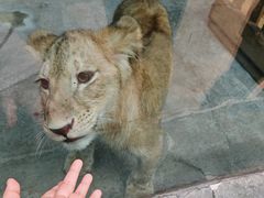 -栾川竹海野生动物园