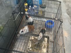 -马陆小张葡萄园农家乐