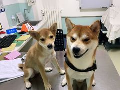 -特一安24小时宠物医院·骨科·中兽医