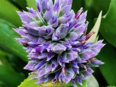 -上海辰山植物园