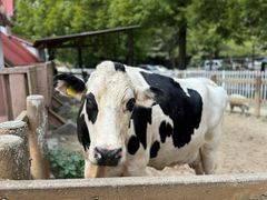 -神户市立六甲山牧场