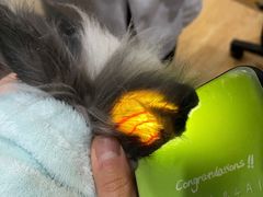 -瑞派名望24h动物医院异宠专科·猫专科·骨科·重症监护分院