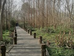 -桤木河湿地公园