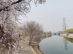 -桃花堤公园