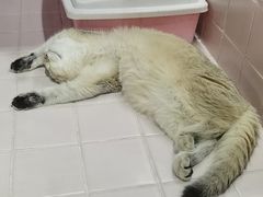 -FAELING PETS美天灵宠物(富力广场店)