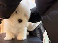 -momokira米努特·德文卷毛猫·棉花面纱犬