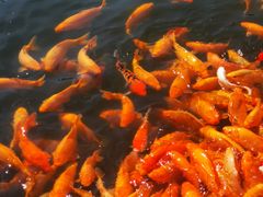 -长春市南湖公园