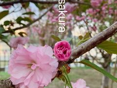 -长白岛森林公园