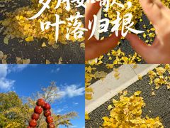 -三里屯东五街银杏大道