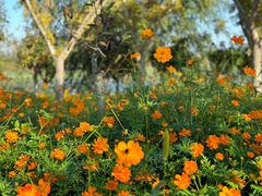 -泗洪洪泽湖湿地景区