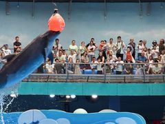 -海合安成都极地海洋公园