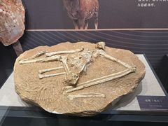 -呼和浩特博物馆