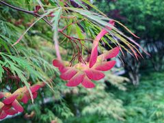 -宋庆龄幼儿园(虹梅路)