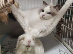-雨林宠物医院 非犬猫异宠专科
