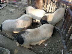 -田园东方蜜桃村的田野营地