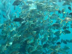 -瑞德姆美人鱼海底演艺主题餐厅(亚龙湾店)