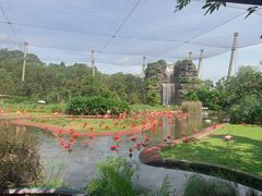 -新加坡飞禽公园